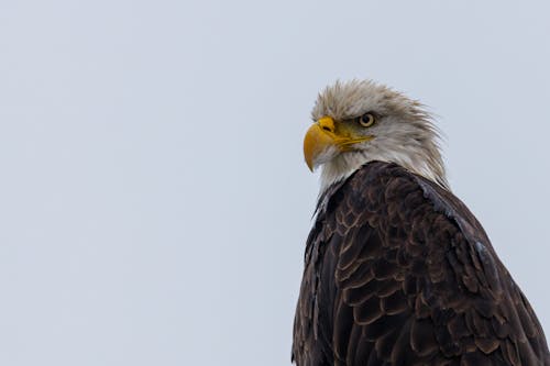 Darmowe zdjęcie z galerii z accipitriformes, aves, fotografia ptaków