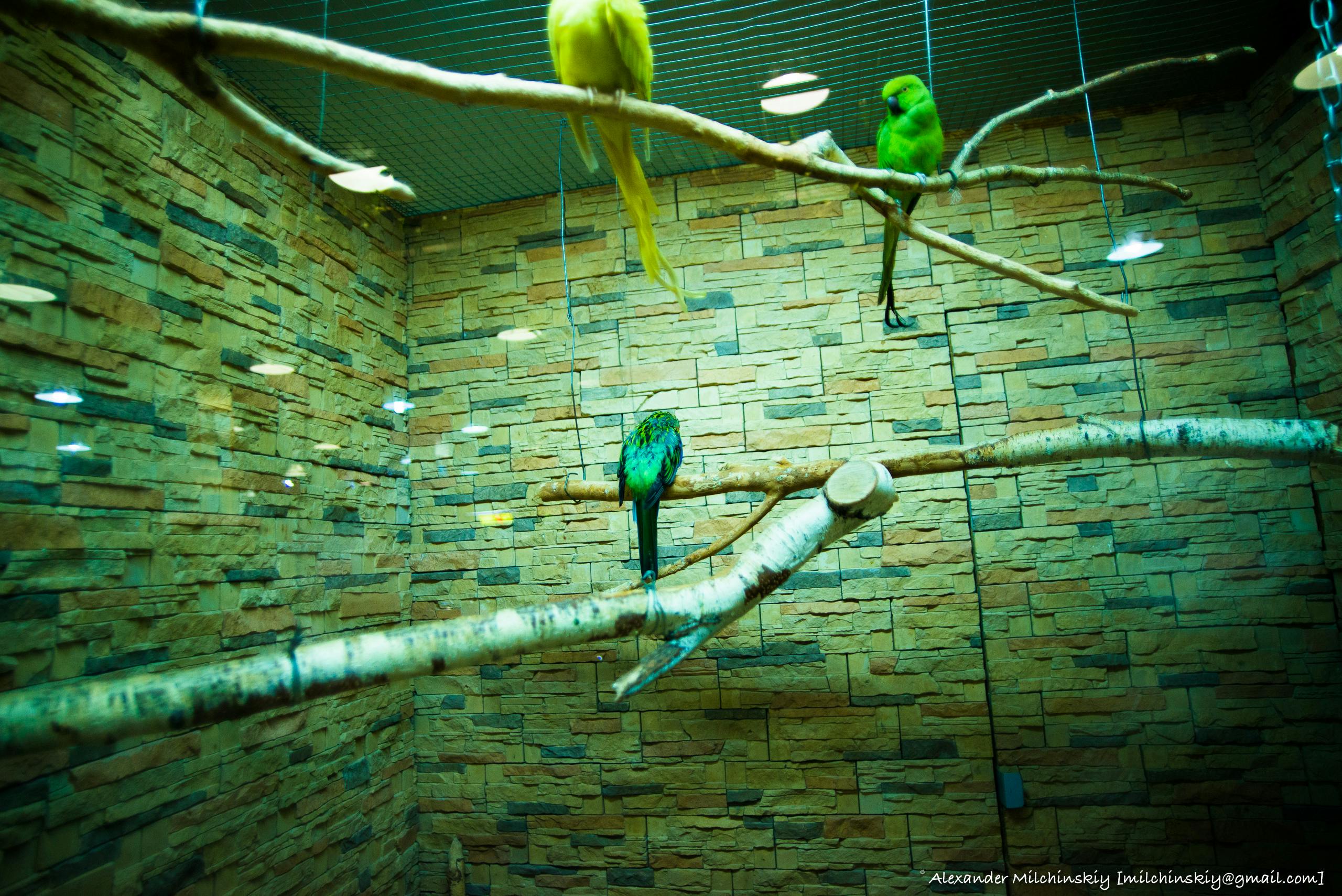 Free stock photo of beautiful, bird, birdcage