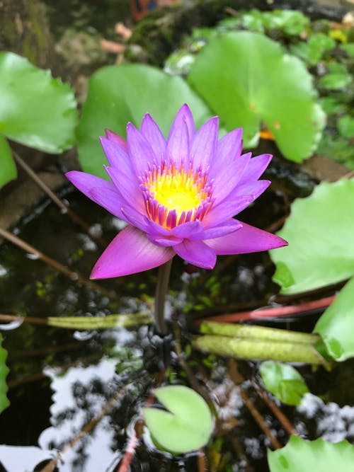 Free Close-Up Shot of a Purple Lotus Flower in Bloom Stock Photo