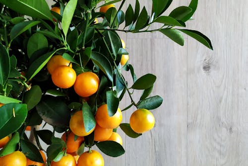 Close-Up Shot of Orange Fruits in the Tree