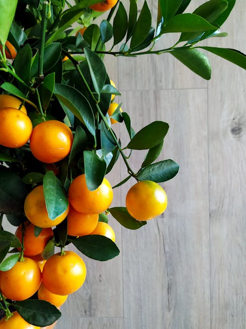 Close-Up Shot of Orange Fruits in the Tree