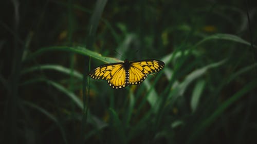 Close-Up Shot of a Monarch Butterfly