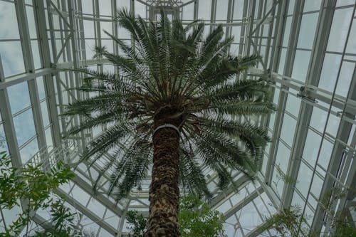Low-Angle Shot of a Palm Tree inside a Building
