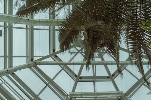 Low-Angle Shot of a Palm Tree inside a Building