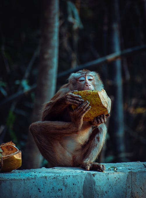 A Monkey Eating a Coconut