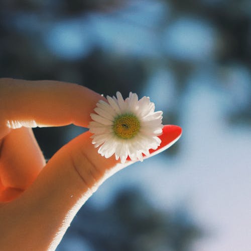 Close-Up Shot of a Person Holding a White Flower