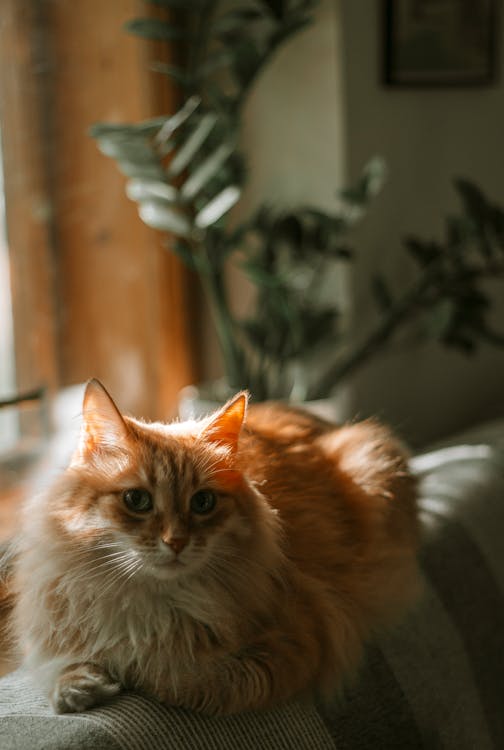 A Ginger Cat Resting on the Sofa Back · Free Stock Photo