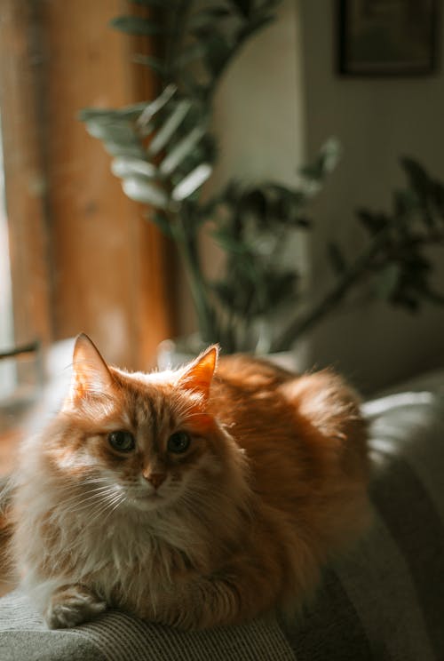 Gatto Arancione E Bianco Della Pelliccia Lunga Sulla Tavola Di Legno Marrone