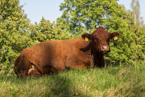A Brown Cow on a Grassy Field