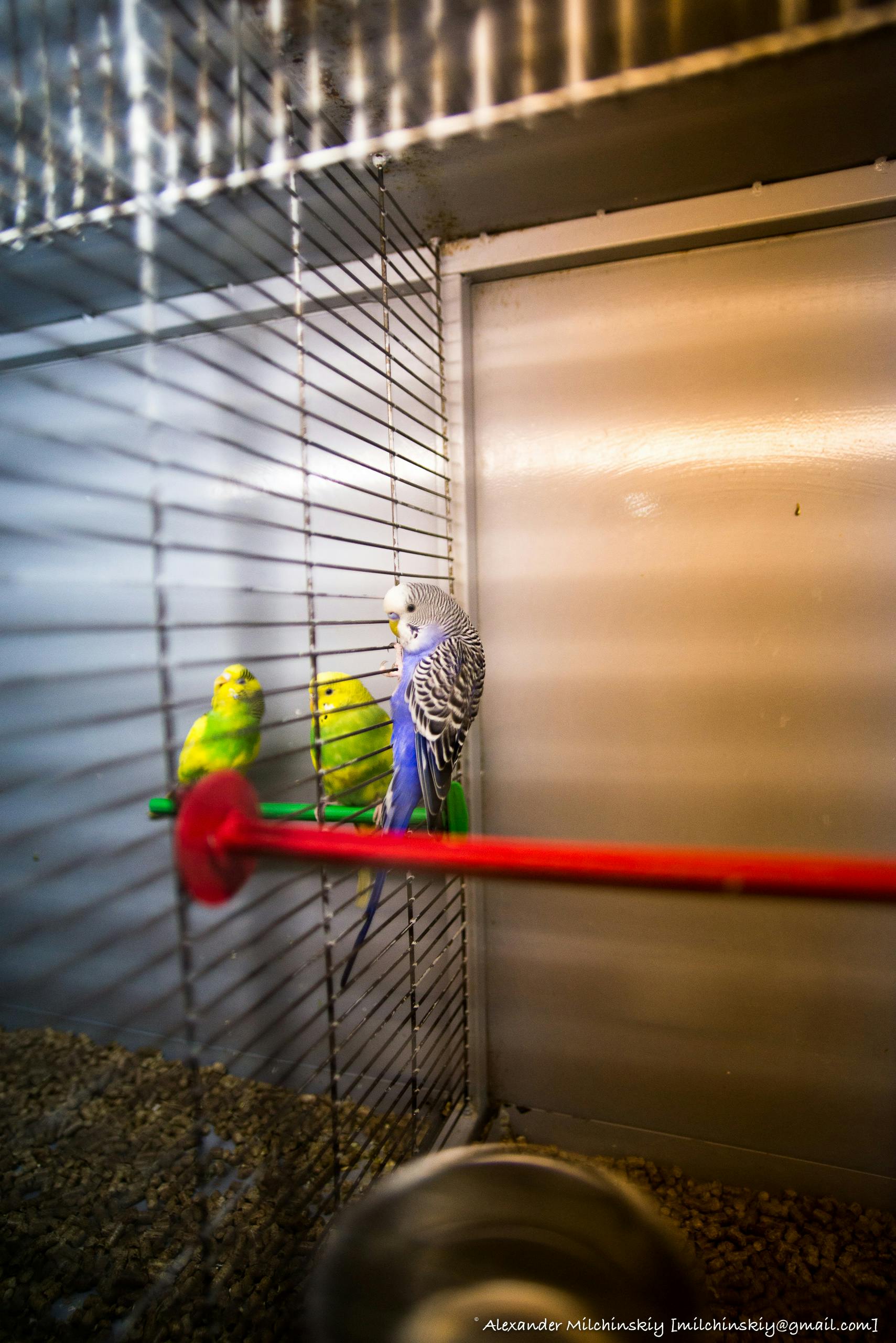 Free stock photo of beautiful, bird, birdcage