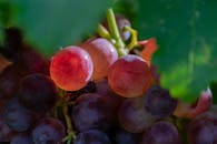 成熟葡萄的特写镜头充满活力，自然阳光增强了葡萄的颜色，凸显了其新鲜度和有机品质