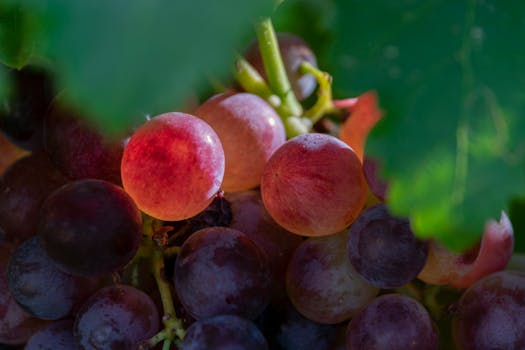 成熟葡萄的特写镜头充满活力，自然阳光增强了葡萄的颜色，凸显了其新鲜度和有机品质