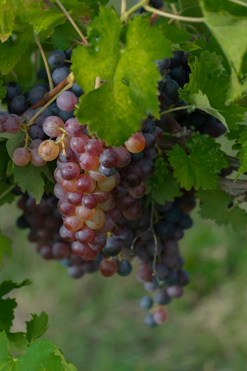 Close-Up Shot of Grapes on a Tree