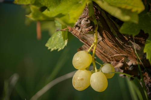 Close-Up Shot of White Grapes on a Tree