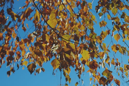 Gratis lagerfoto af blå himmel, blade, efterårsblade