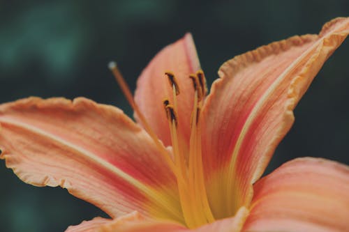 An Orange Lily Flower in Bloom