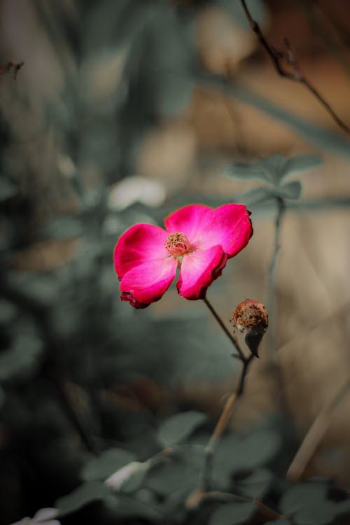 Close-Up Shot of a Pink Flower in Bloom