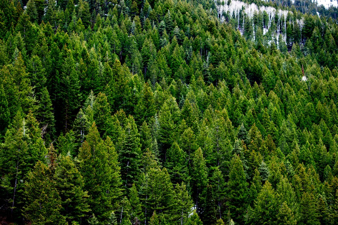Green Pine Trees in the Mountain Forest · Free Stock Photo