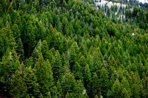 Безкоштовне стокове фото на тему «вічнозелений, гора, дерева»