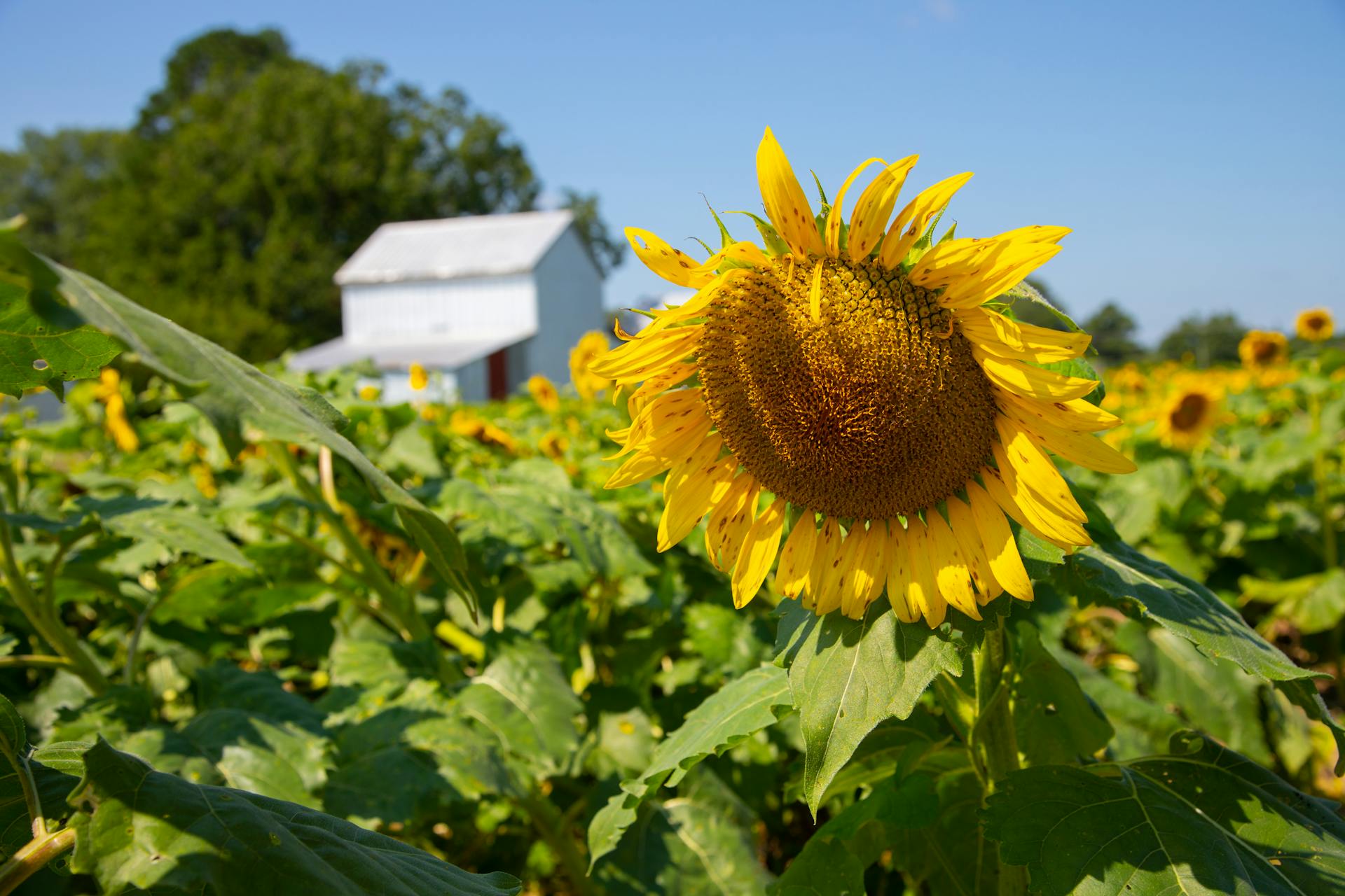 Vibrant sunflower field with a rustic barn in North Carolina under clear blue skies.