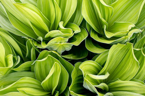 Close-Up Shot of Green Leaves