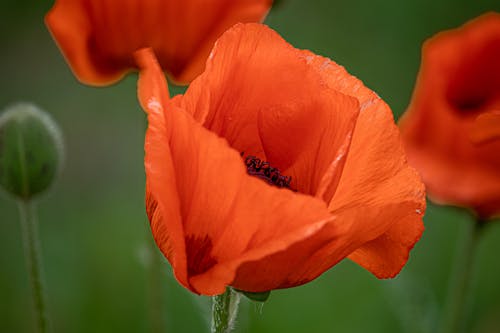 Free Close-up Shot of a Poppy Flower in Bloom Stock Photo