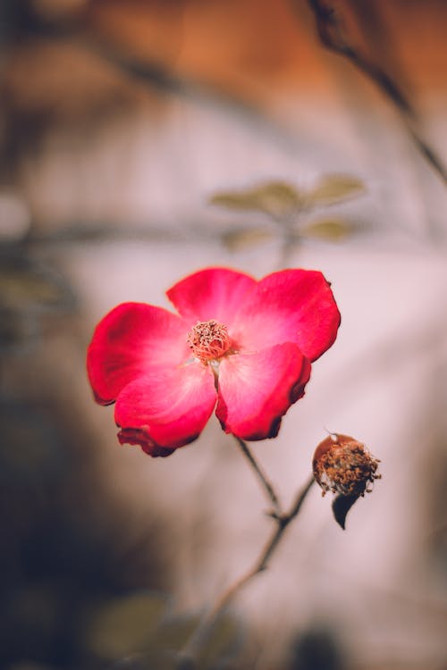 Free Close-up Shot of a Red Dog-rose Flower  Stock Photo