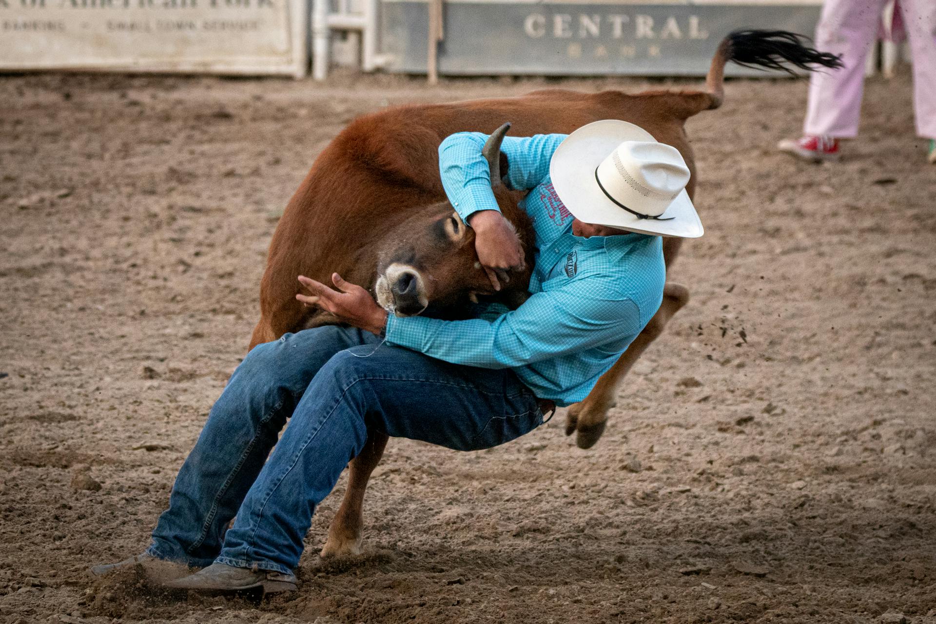 Man Falling From a Bull in Rodeo