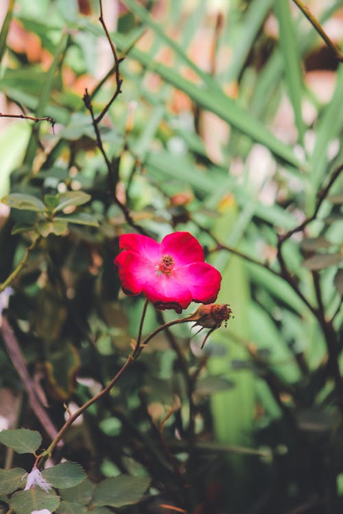 Foto stok gratis alam, berbunga, bunga merah jambu