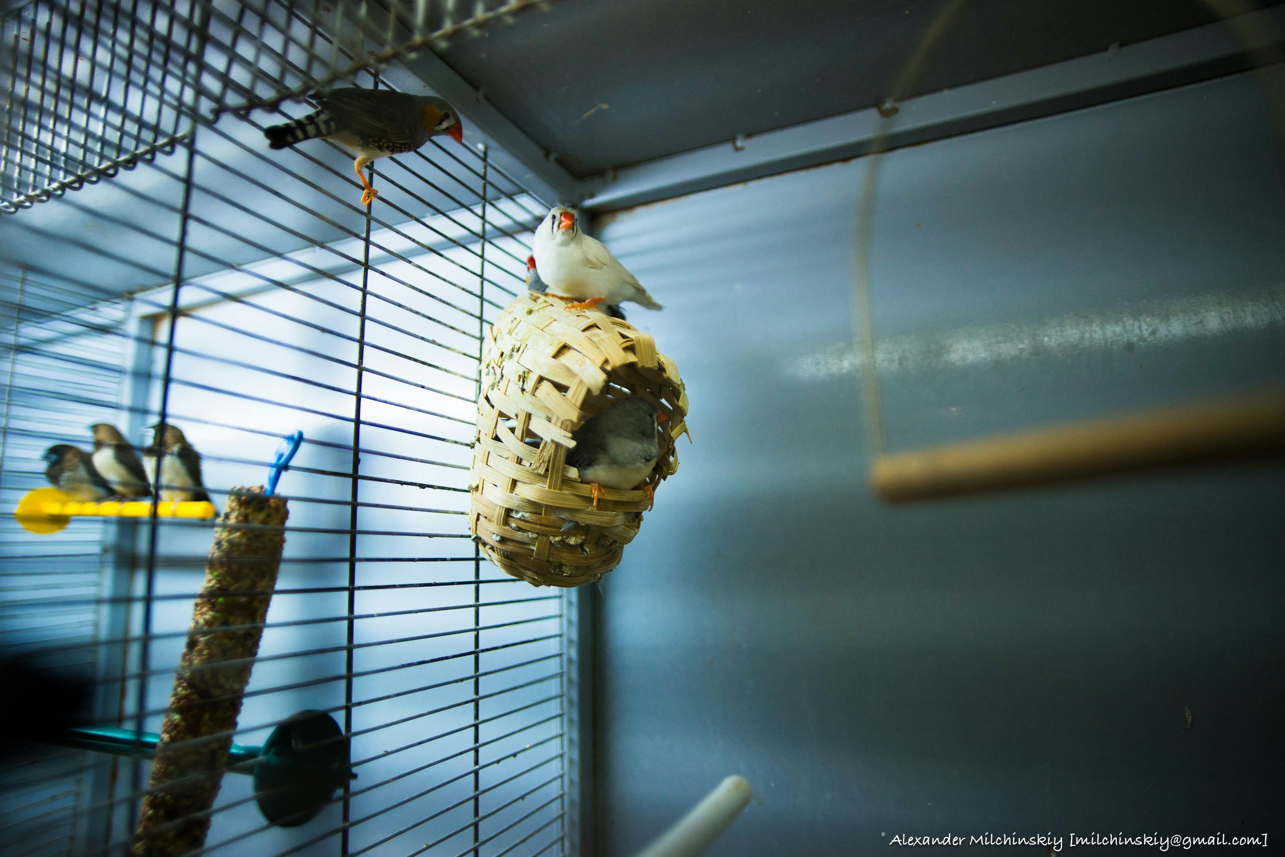Free stock photo of beautiful, bird, birdcage