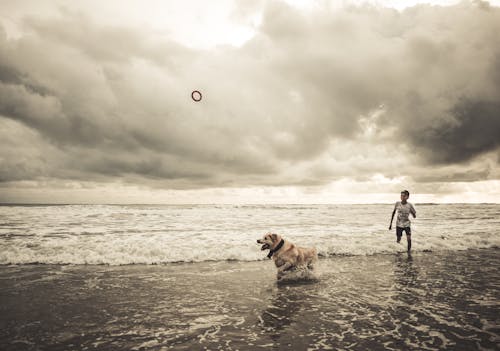 A Boy Playing with a Dog on a Beach