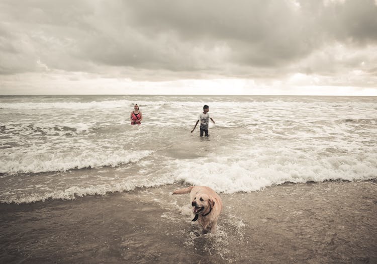 People On The Beach With Their Dog