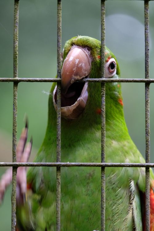 Free Close-up of a vibrant green parrot peering through cage bars, perfect for animal photography themes. Stock Photo
