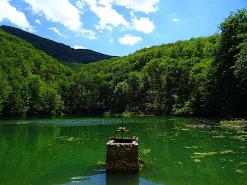 무료 녹색 잎이 우거진 나무로 둘러싸인 물의 녹색 몸 스톡 사진
