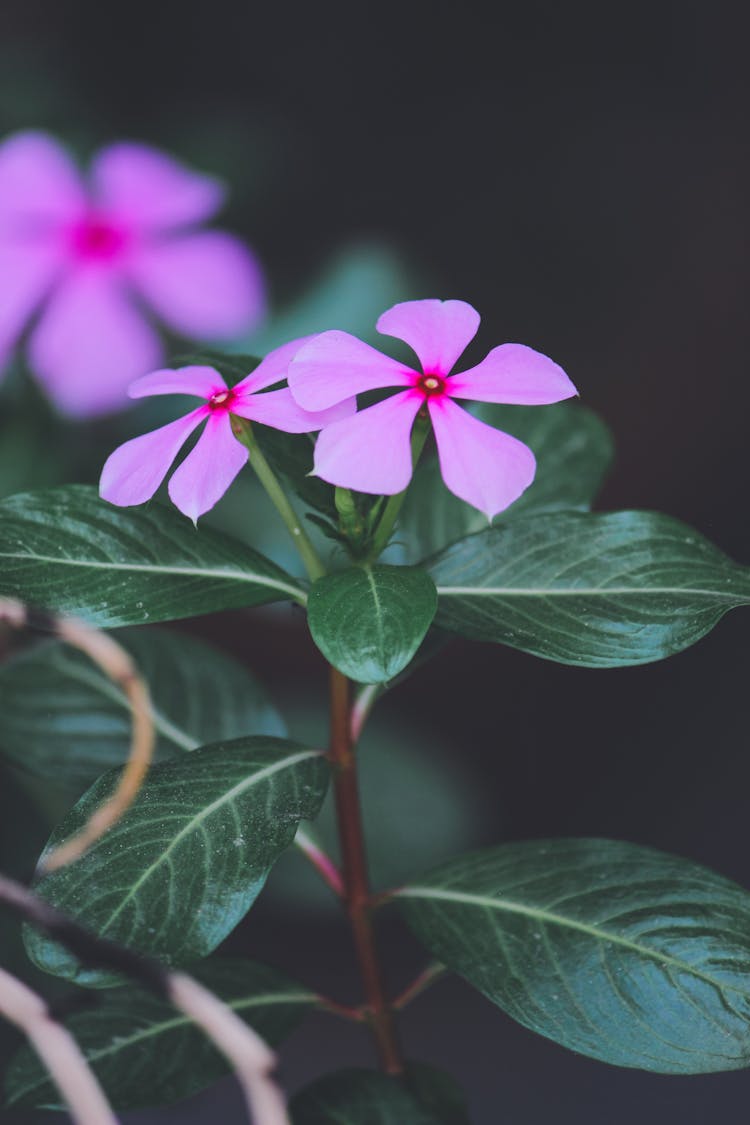 Madagascar Periwinkle In Bloom