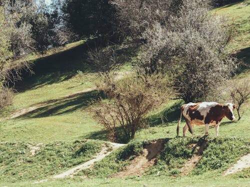 Δωρεάν στοκ φωτογραφιών με bovidae, αγελάδα, βόδια