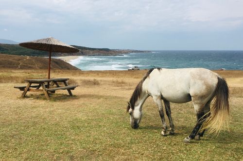 Free A serene view of a white horse grazing by the Black Sea coast in Sinemorets, Bulgaria. Stock Photo