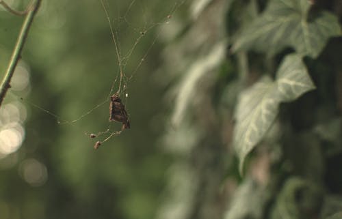 Ilmainen kuvapankkikuva tunnisteilla hämähäkinseitti