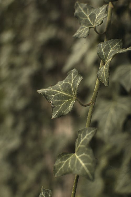 Free Close-Up Shot of Green Leaves Stock Photo