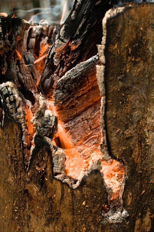 Close-Up Shot of a Burning Wood