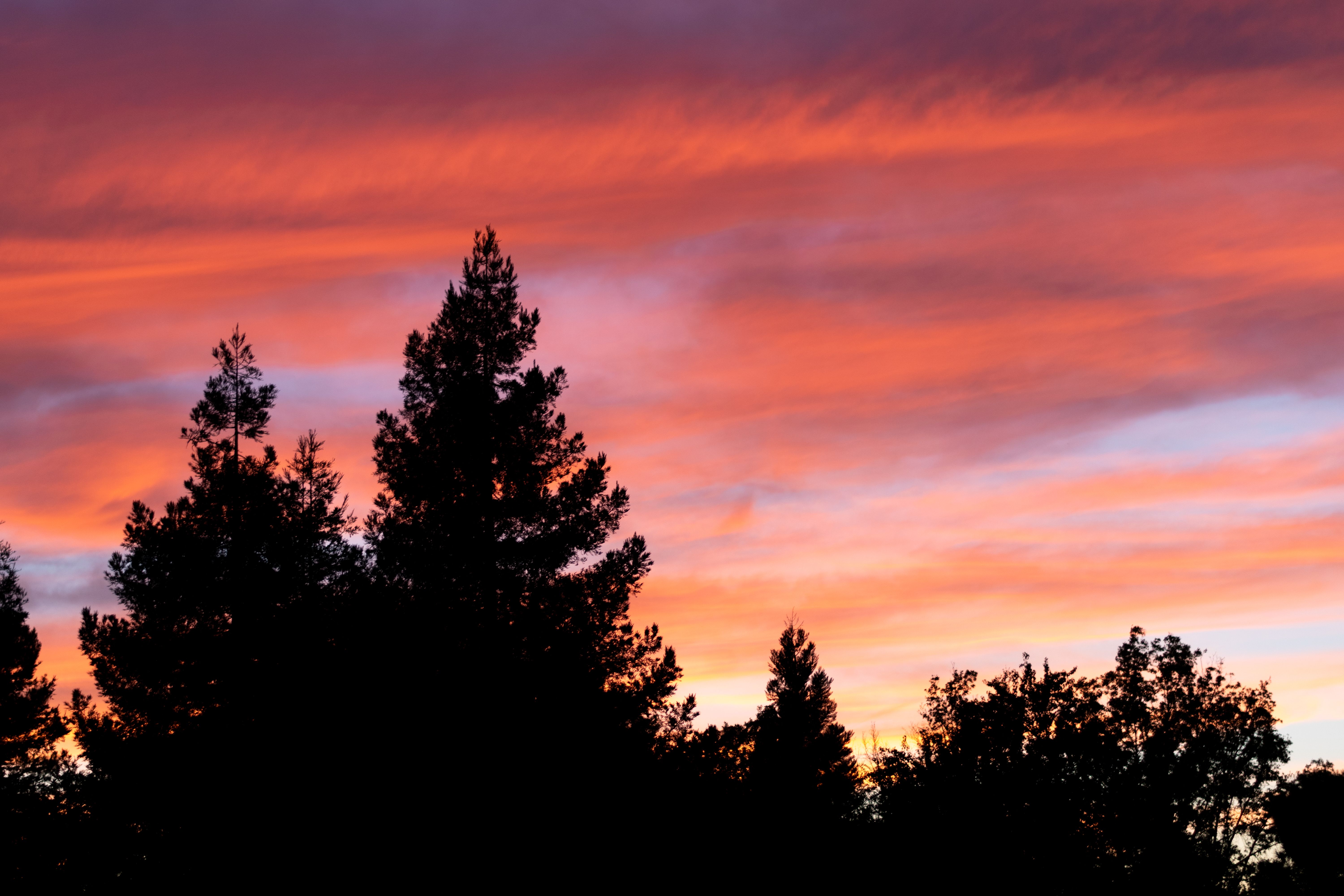 Silhouette of Trees during Sunset · Free Stock Photo