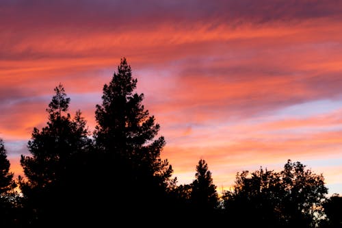 무료 나무, 새벽, 일몰의 무료 스톡 사진