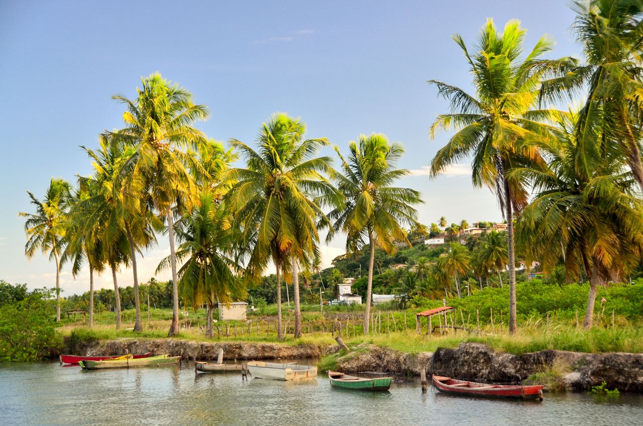 scenic view of docked boats under coconut trees by a rural tropical sh