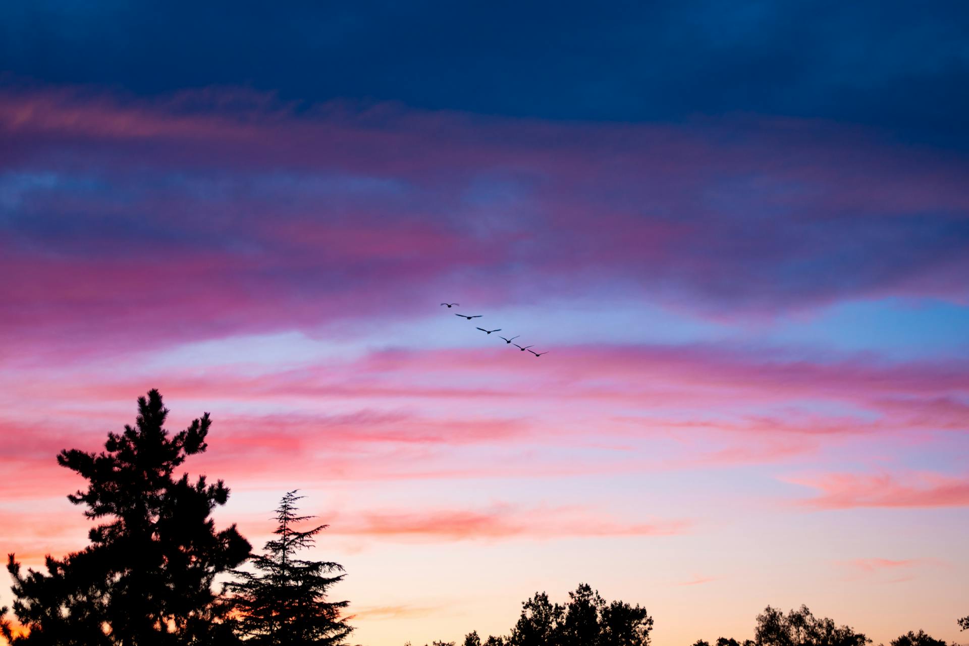 A peaceful sunset sky with flying birds and silhouetted trees in Elk Grove, CA.