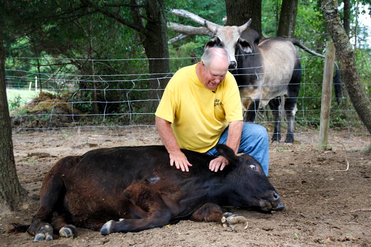 An Elderly Man In Yellow Shirt Touching A Cow