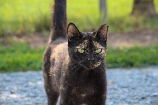 A stunning tortoiseshell cat posing in a natural setting, showcasing its unique fur pattern.