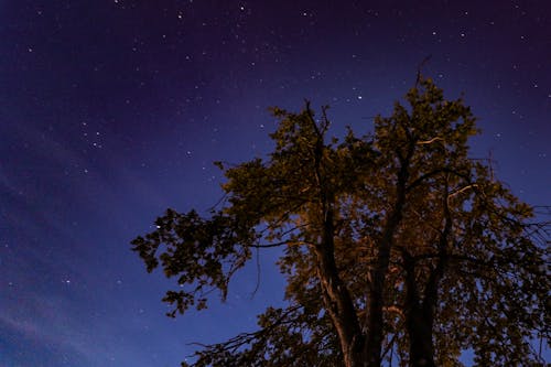 Darmowe zdjęcie z galerii z ciemny, drzewo, gwiazdy