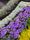 landscape flowers