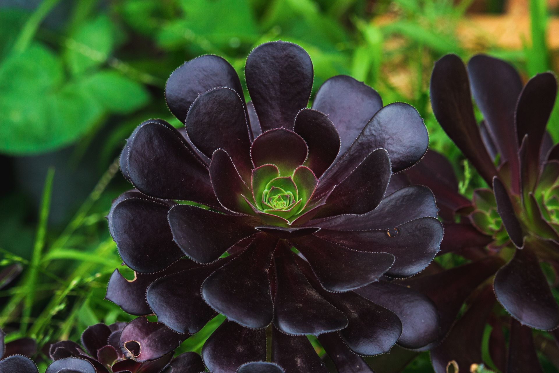 Close-Up Shot of Purple Echeveria in Bloom
