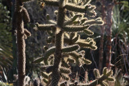 Free stock photo of cactus